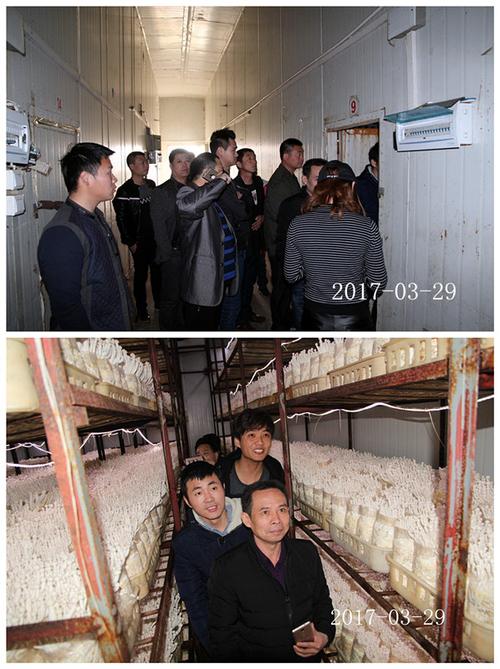 合肥市廬陽區(qū)食用菌協(xié)會學員在合肥立新菌種場海鮮菇工廠化種植培訓